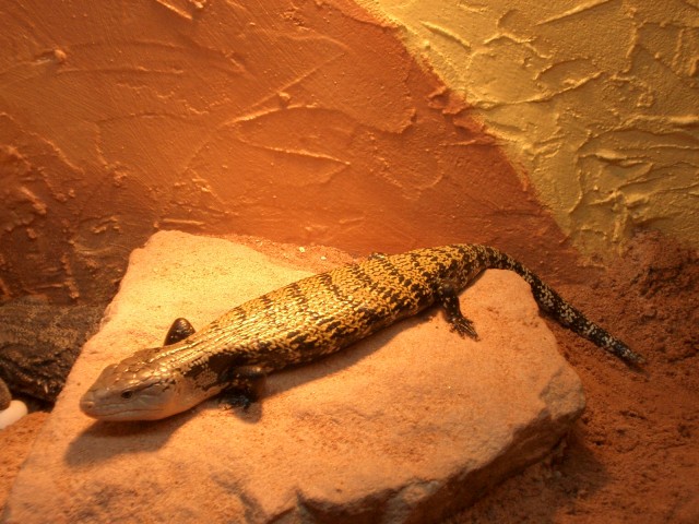 Blauzungenskink - Sonstige Reptilien - Rust