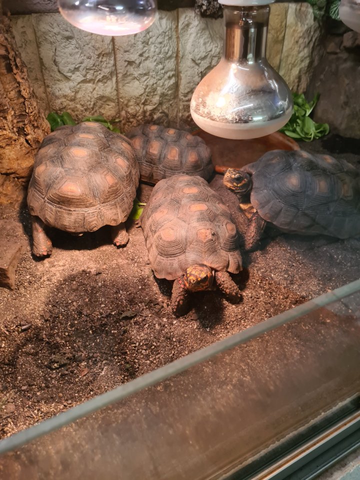 Köhlerschildkröten abzugeben / NZ 2020 und NZ 2021 - Schildkroeten - Fürstenwalde Spree