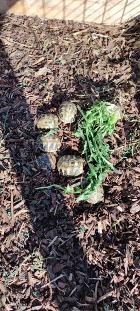Griechische Landschildkröten - Schildkroeten - Wittlich
