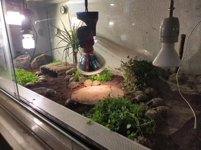 Steppenschildkröten NZ/21 - Schildkroeten - Osternienburger Land