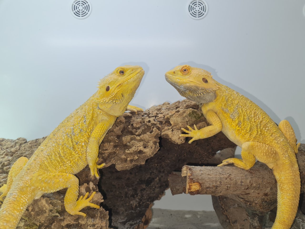 Bartagame vom Züchter Abholung oder Tierversand - Bartagame - Seligenstadt