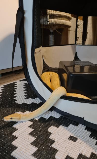 Königspython inkl. Terrarium und Zubehör  - Schlangen Python - Kaiserslautern 