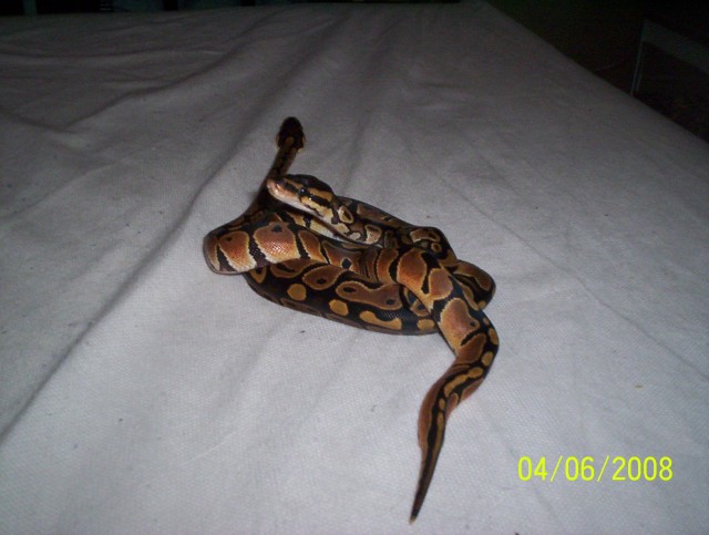 Biete Königspython´s von 08 - Schlangen Python - Berlin