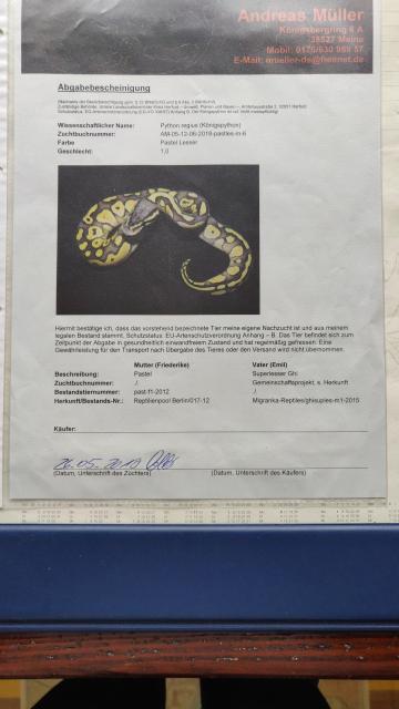 Panorama Terrarium inkl Python Pastel Lesser Männchen  - Terrarien - Berlin