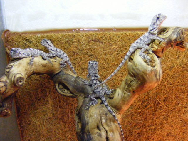 Kragenechsen Chlamydosaurus Kingii