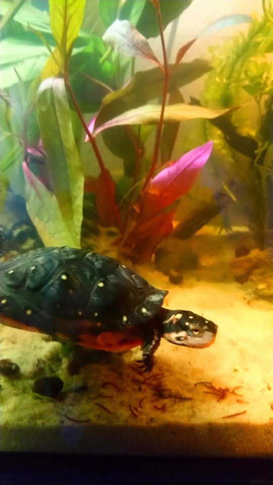 Tropfenschildkröte / Clemmmys Guttata - Schildkroeten - Falkensee