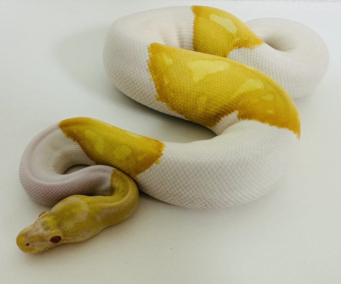 0,1 Königspython Albino Piebald (Albinopied) - Schlangen - Maidbronn