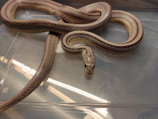 7 Kornnattern Weibchen Pied Sided Bloodred High White, Candycane, Anery Sunkisse - Schlangen Natter - Bichl