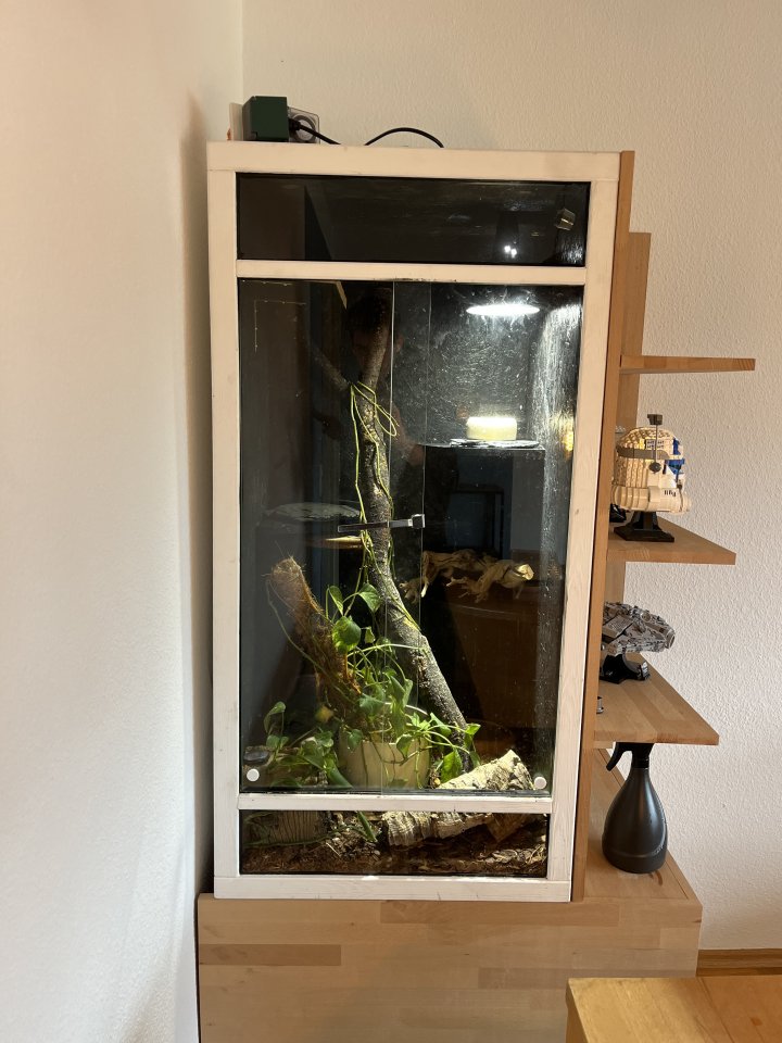 Albino Kornnatter mit Terrarium - Schlangen - Augsburg