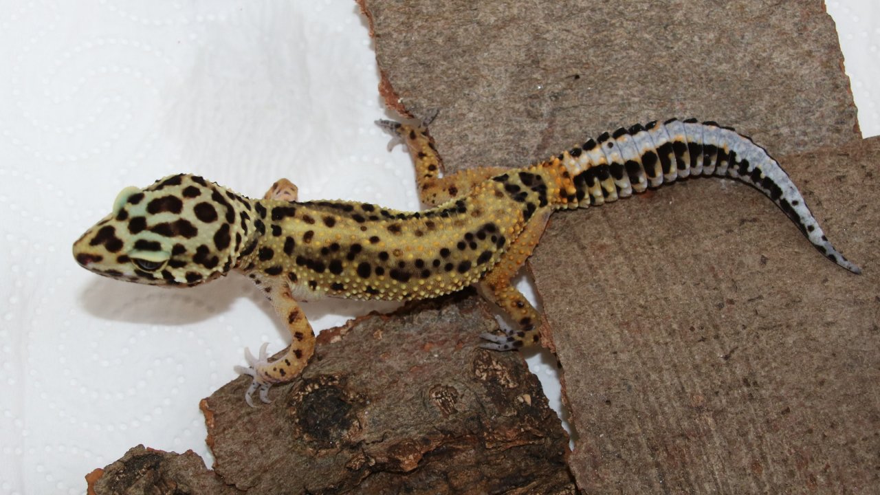 2 Leopardgeckos Nzen 2023 - Gecko - Lüneburg