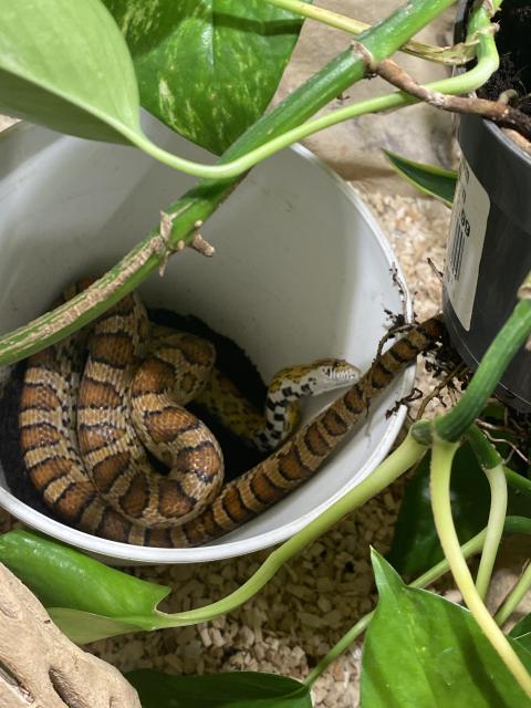 Kornattern mit Terrarium abzugeben - Schlangen Natter - Limbach-Oberfrohna