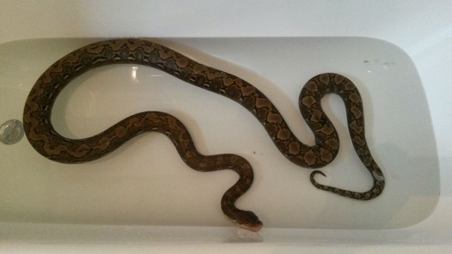 Python reticulatus kayuadi - Schlangen Python - oldenburg