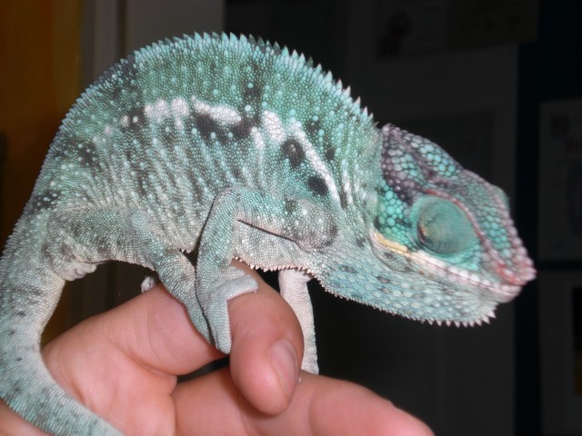 Furcifer pardalis ambanja blue nachzuchten - Chamaeleon - troisdorf