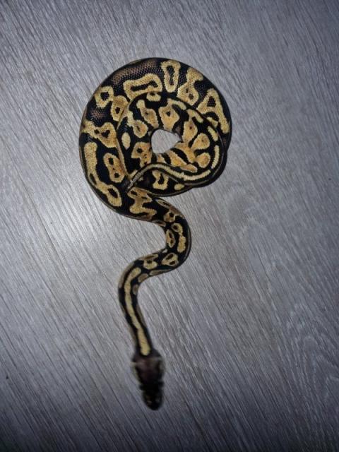 Königspython 0.2 21 - Schlangen Python - Walsrode