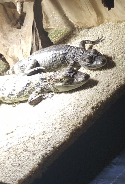 Caiman crocodylus 0.1 gesucht - Kaiman - Bellin