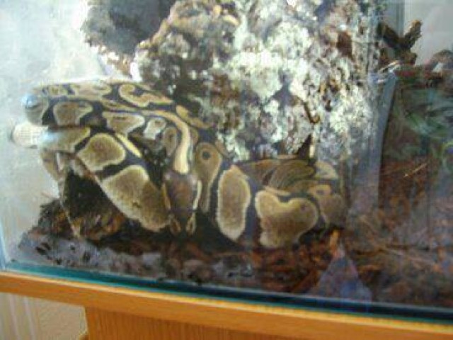 Königspython inkl. Glasterrarium, Unterschrank und Deko - Schlangen Python - Rehden