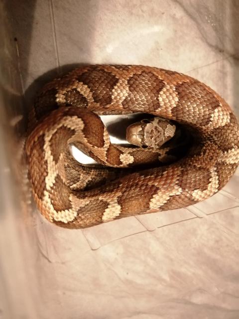 2.0 Erdnatter pantherophis obsoletus lindheimeri - Schlangen Natter - Hattgenstein 