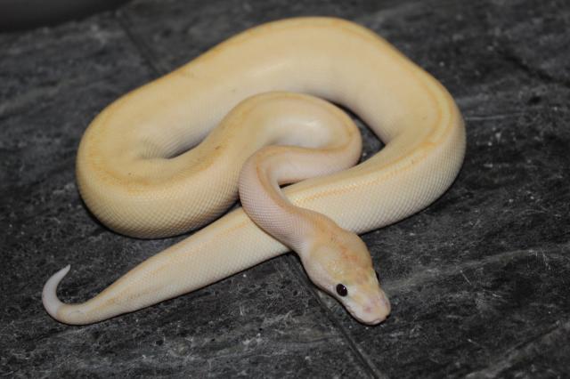 Champagne Lesser Königspython  - Schlangen Python - Wunsiedel 