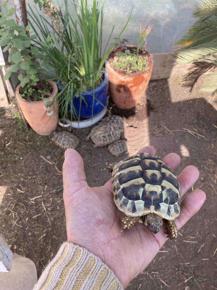 Nachzuchten 1 und 2 Jahre alt der griechischen Landschildkröte - Schildkroeten - Buchen