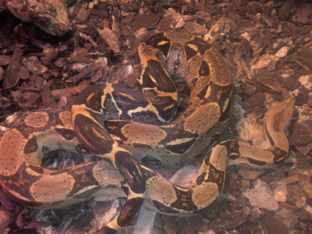 0,1 Boa constrictor imperator Pastel Sibling - Schlangen Boa - Augsburg