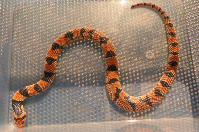 2,0 Aspidelaps lubricus lubricus - Südafrikanische Korallenschlange - Schlangen Giftschlangen - Baienfurt