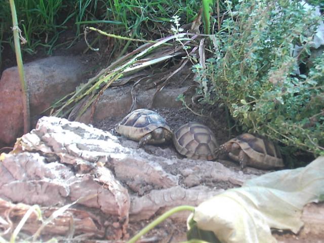 Breitrandschildkröten Testudo marginata eigene Nachzuchten aus 2021 - Schildkroeten - Rödinghausen