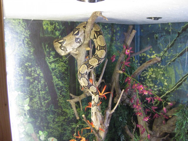 Boa Constrictor umständehalber abzugeben - Schlangen Boa - Zarpen