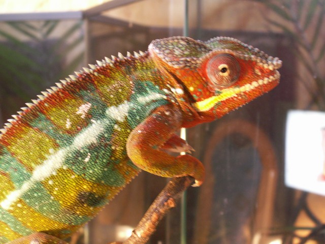 Pantherchamäleon Furcifer pardalis ambilobe, männlich - Chamaeleon - Großkorbetha