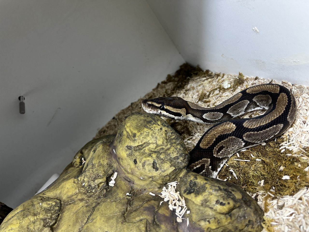 Königspythons Pärchen zu verschenken - Schlangen - Bocholt