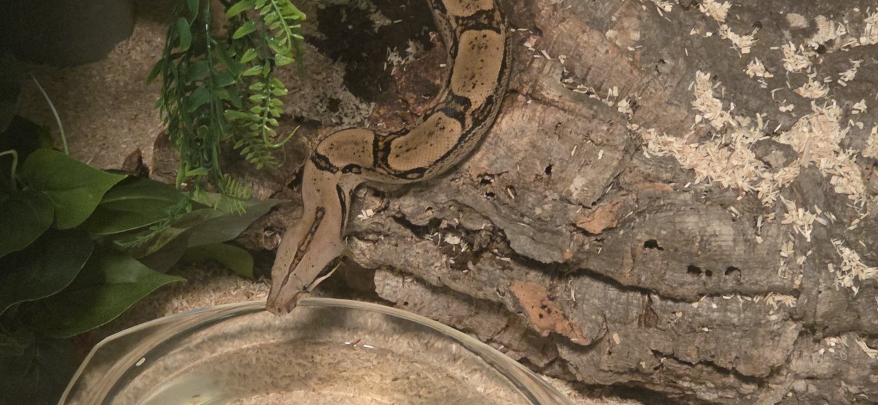 Boa constrictor mit Terrarium - Schlangen - Neuboerger
