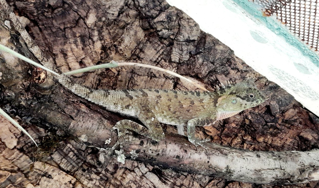 Nackenstachler Acanthosaura capra - Echsen - Geilsdorf