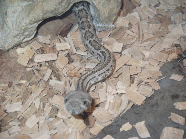 Crotalus Atro/ Westliche Diamantklapperschlange - Schlangen Giftschlangen - Greven