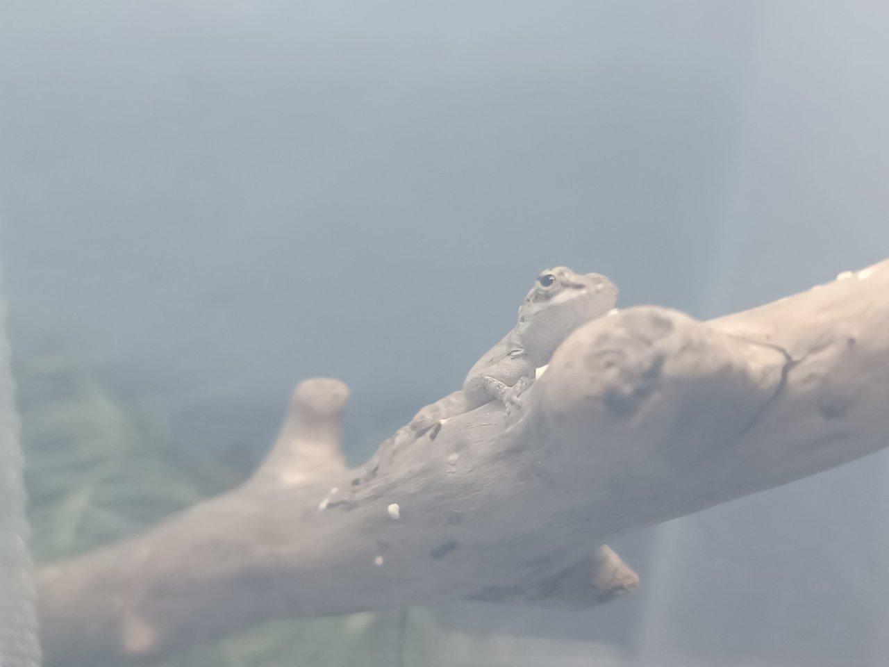 Anolis Leachii Nachzuchten - Anolis - Eisenhüttenstadt