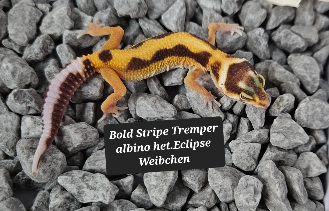 Tolle Leopardgecko Jungtiere aus 2023 - Gecko - Oldenburg