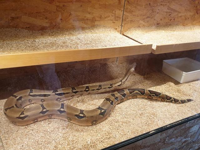 Boa Constrictor Imperator 2 Weibchen - Schlangen Boa - Mannheim