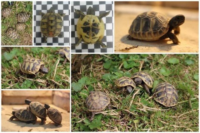 Griechische Landschildkröten Nachzuchten 2016 + Gratis Informationsmappe + Sepi - Sonstige Reptilien - Glött