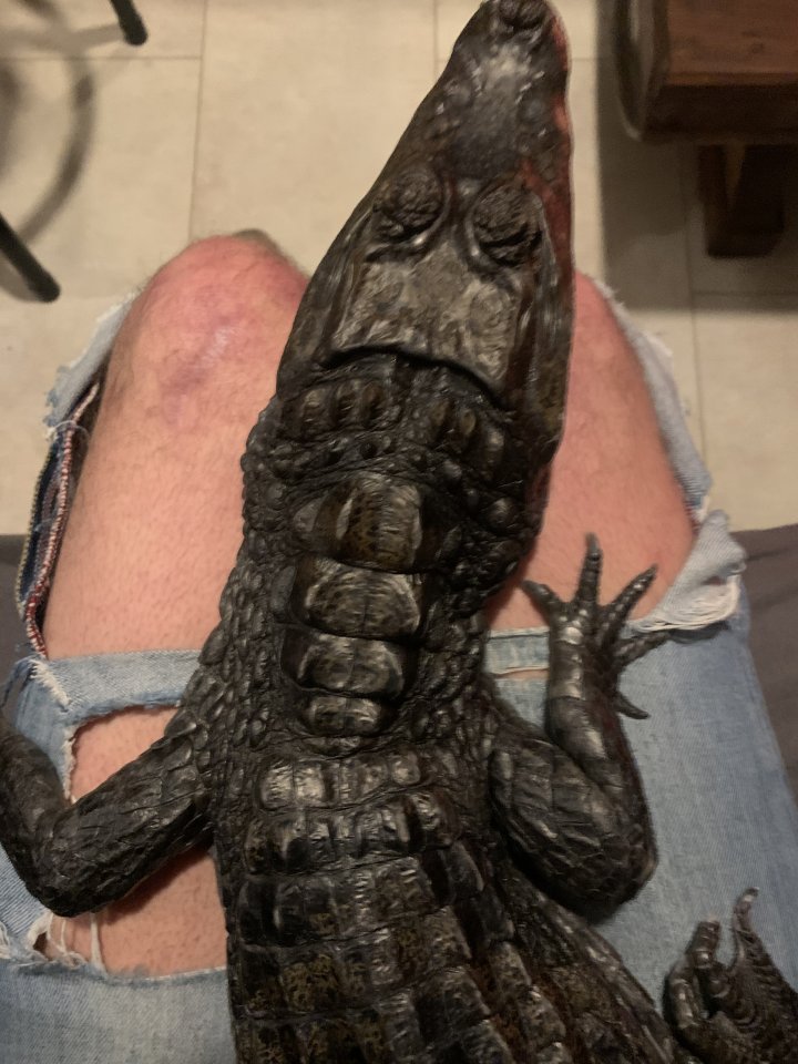 1.0 Caiman Crocodilus - Kaiman - Herne