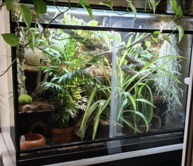 Kornnatter Amel aus 2020 inkl Terrarium - Schlangen Natter - Herford
