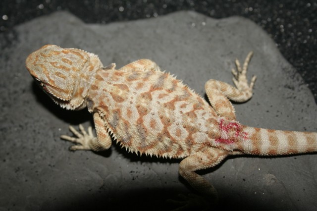 Farbbartagamen abzugeben! - Bartagame Farbbartagame - Koblach