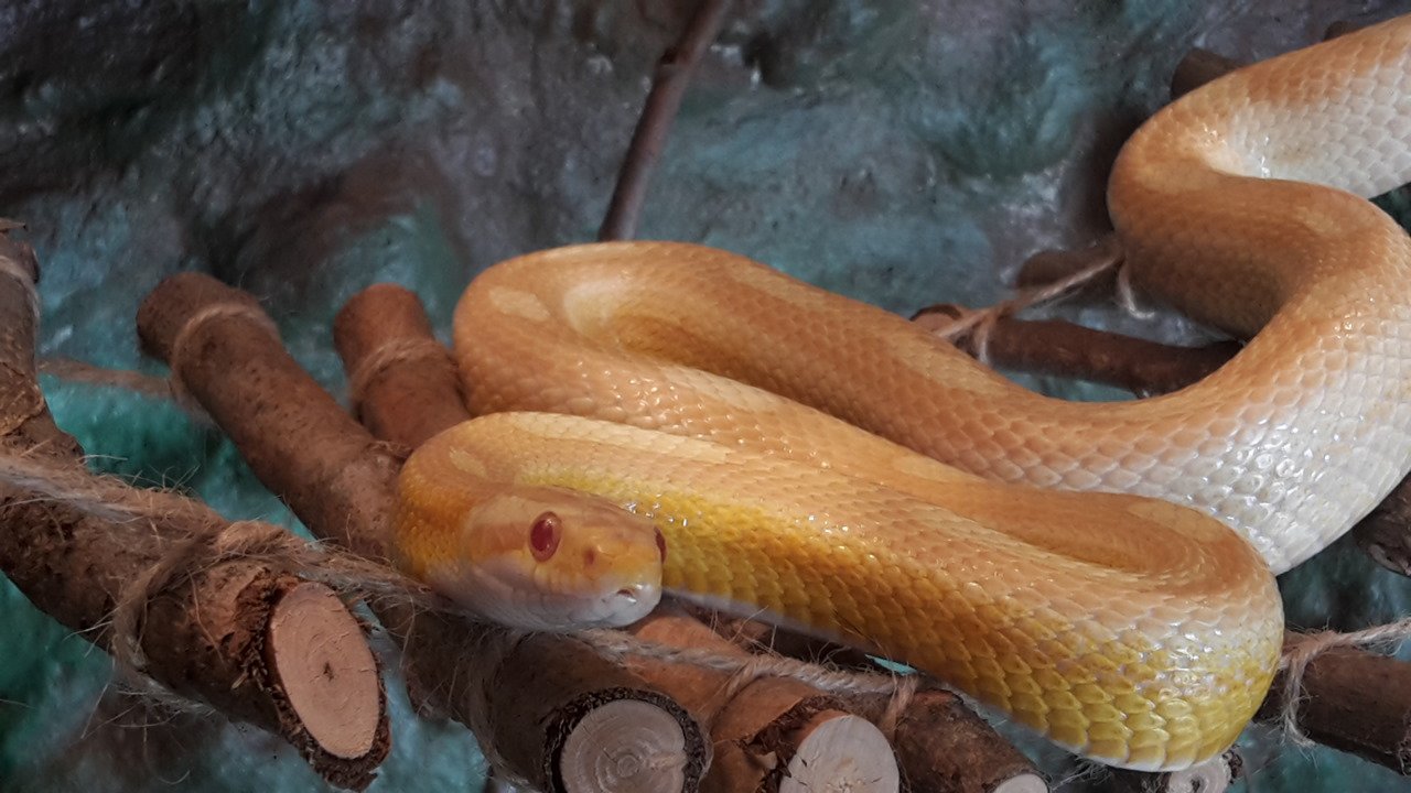 Kornnatter albino (gelb) abzugeben - Schlangen - Eckersdorf