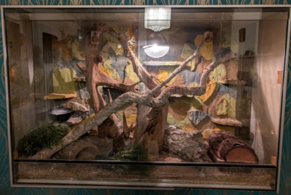 Kornnattern mit Terrarium 120x80x50 und Zubehör - Schlangen - Weinheim