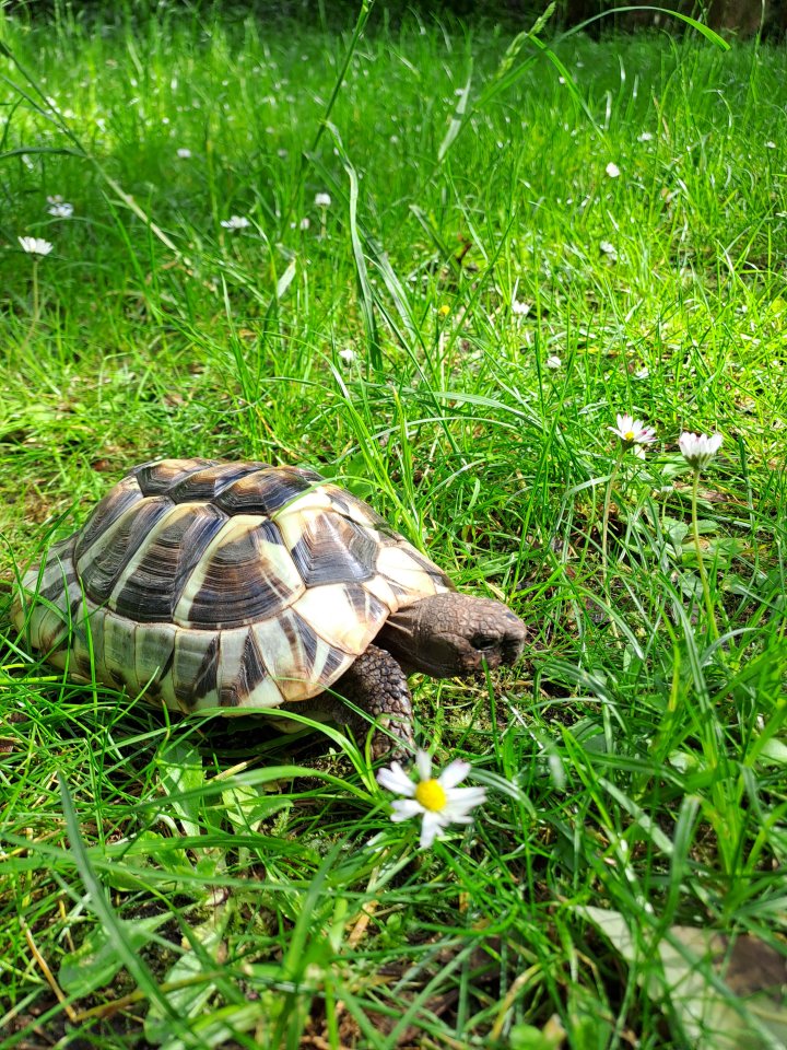 Griechische Landschildkröte, männlich, erwachsen - Schildkroeten - 