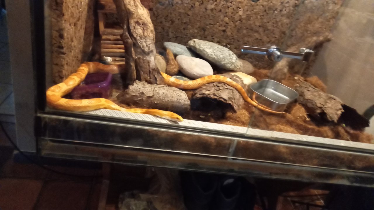 2 kornnattern mit terrarium - Schlangen - Castrop-Rauxel