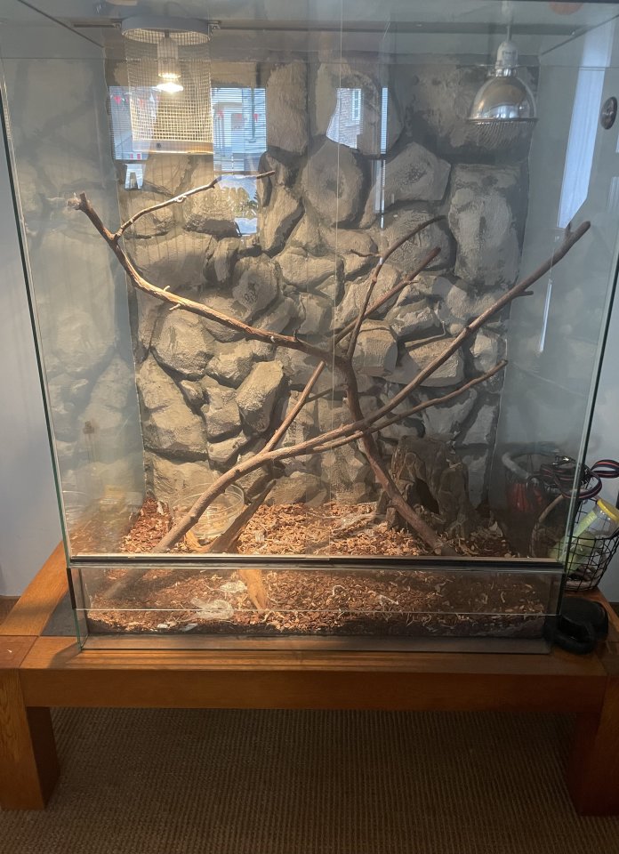 Kornnatter mit Terrarium abzugeben - Schlangen - Mönchengladbach 