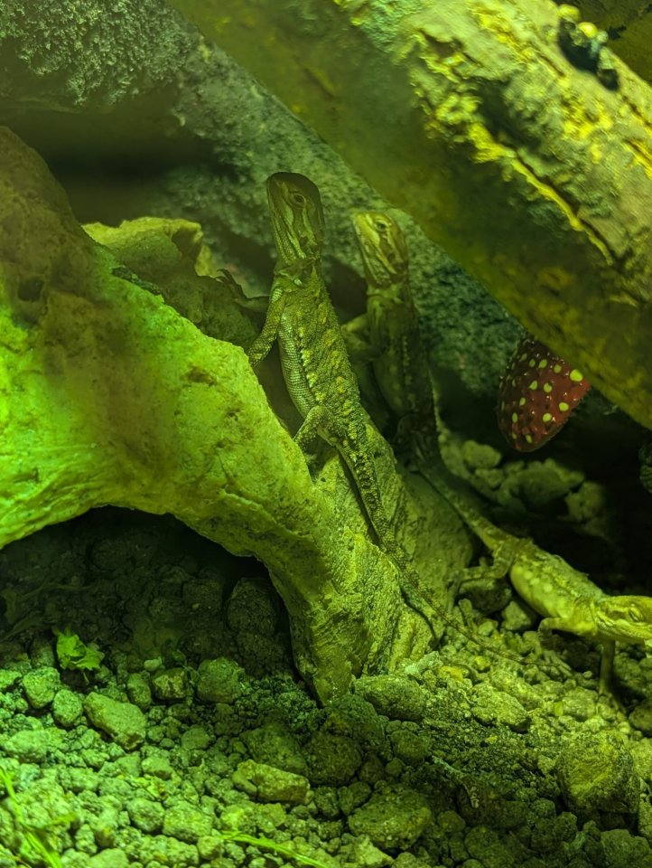 5 junge Zwergbartagamenaus Hobbyzucht  abzugeben - Bartagame - Mönchengladbach