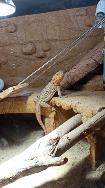 Bartagame mit Terra  - Bartagame - Ehingen