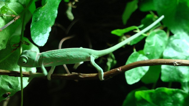 Jemenchamäleons Nachzuchten - Chamaeleon - Köln