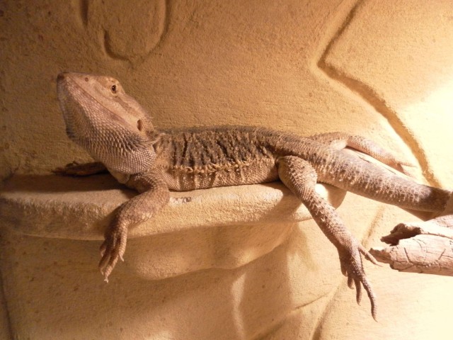 Bartagame abzugeben - Echsen - Schongau