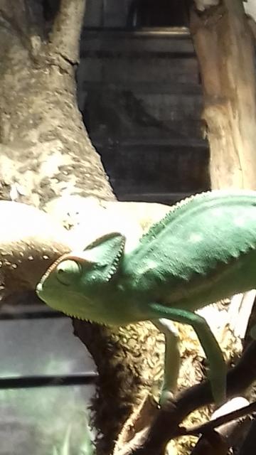 Jemenchamäleon - Chamaeleon - Wuppertal
