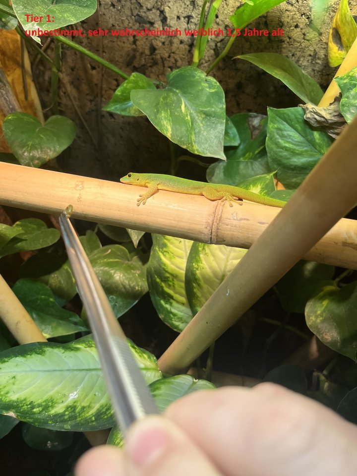 1.1.2 Sundbergi Sundbergi Hobbyaufgabe wg. Umzug - Gecko - Ückeritz